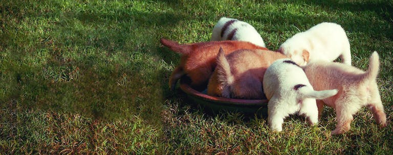 How to Train a Puppy to Not Bite Over Food How to Train a Puppy to Not Bite Over Food
